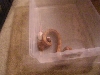 Feeding