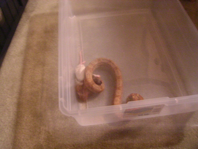 Feeding