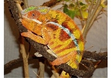ambilobe1