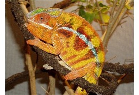 ambilobe1