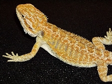 sandfireXsunburst1