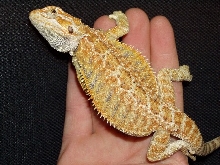 sandfireXsunburst2