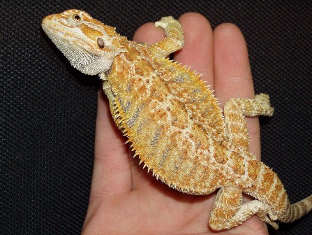 sandfireXsunburst2