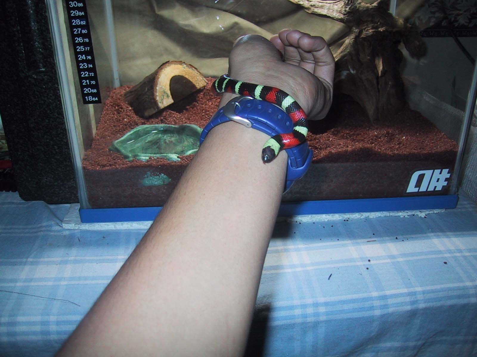 Tame little thing