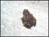 American Toad