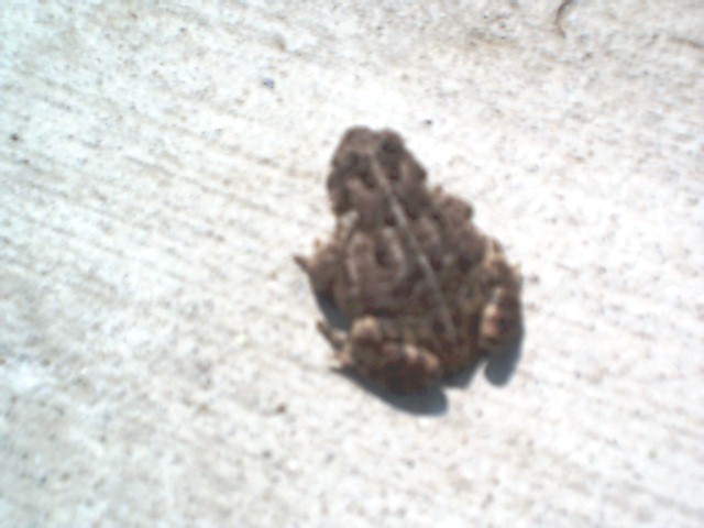 American Toad