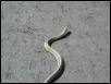 Common Garter Snake