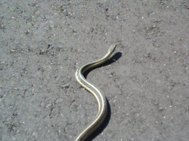 Common Garter Snake