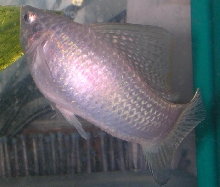 Male White Sailfin Mollie