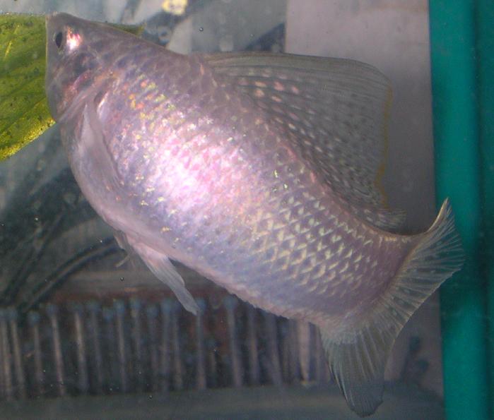 Male White Sailfin Mollie