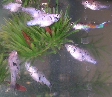 Dalmation Mollie Fry and Guppies