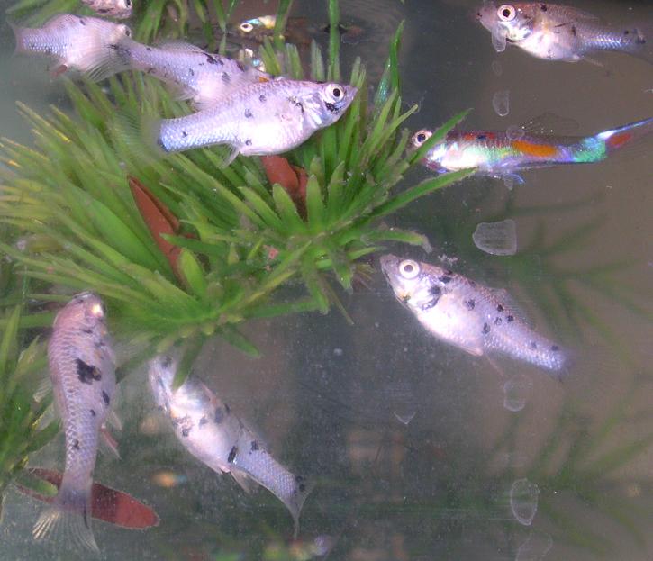 Dalmation Mollie Fry and Guppies