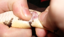 Popping a Pastel