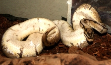 Spider doing hognose snake impression