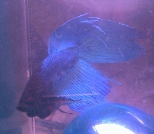 Severus
