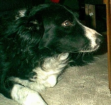 Ennio
