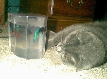 Meow?