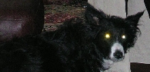 Vampire Dog of the Month