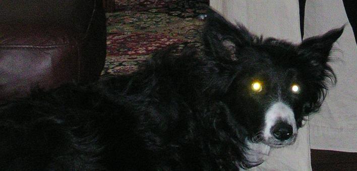 Vampire Dog of the Month