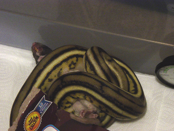 Super tiger "killing" a pk rat