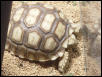 Sulcata tortise
