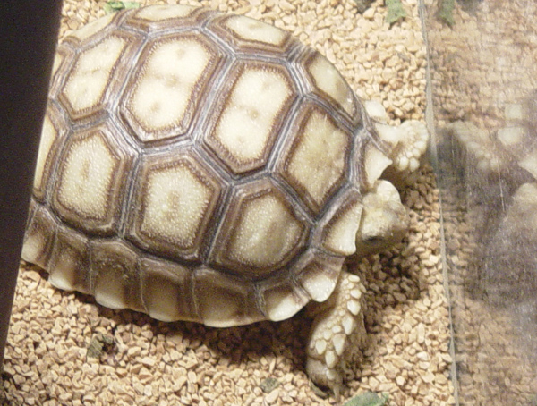 Sulcata tortise