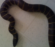my snake