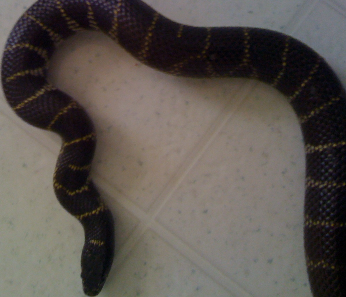 my snake
