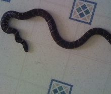 my snake 2