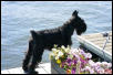 Bailey, the Blk Std Schnauzer, loving life on the river