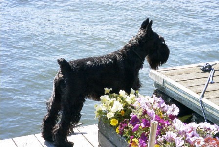 Bailey, the Blk Std Schnauzer, loving life on the river