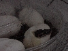 first to hatch