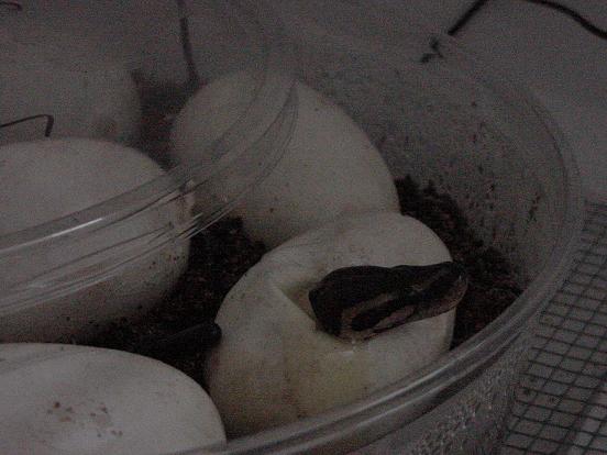 first to hatch