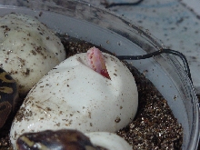 albino sticking head out of egg