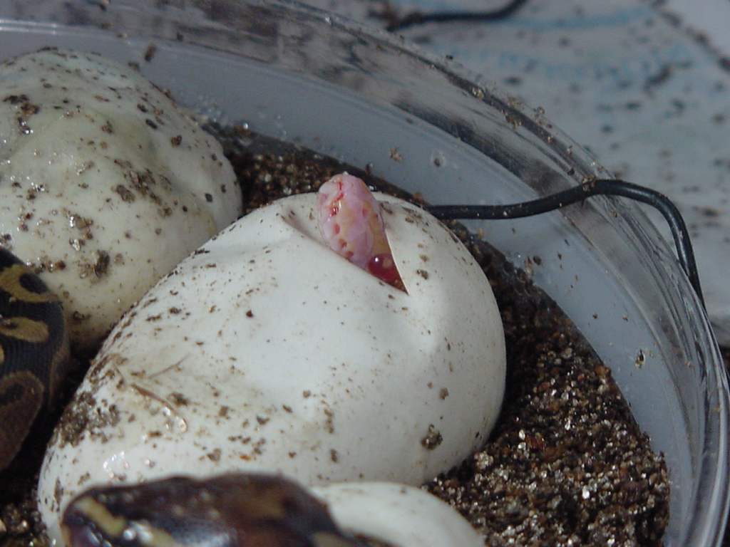 albino sticking head out of egg