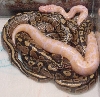 albino with siblings