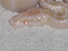 albino head shot