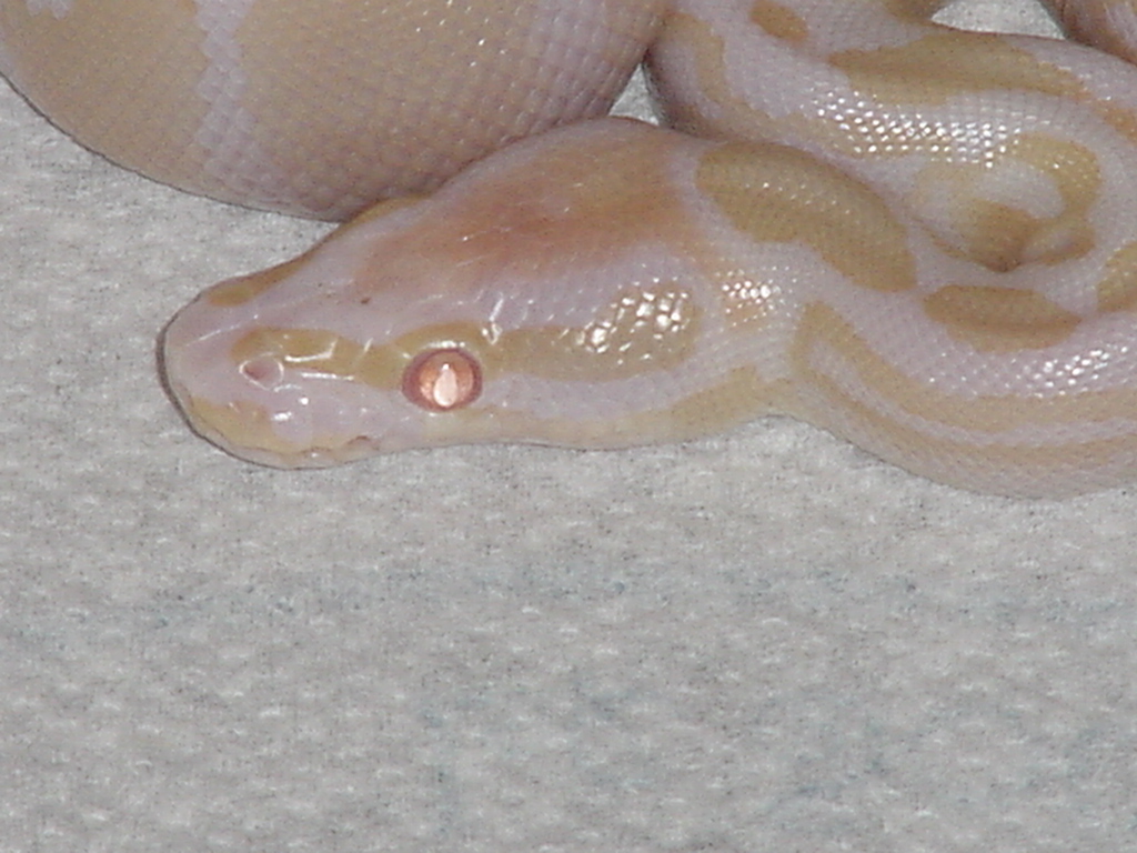 albino head shot