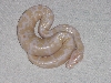 albino full body shot