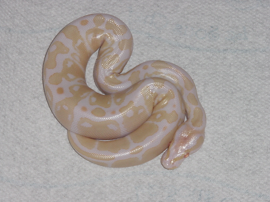 albino full body shot