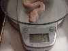 albino on scale