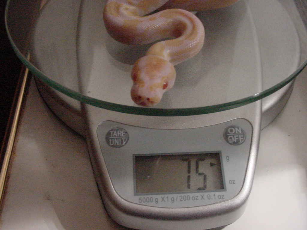 albino on scale