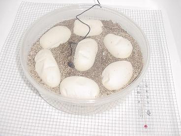 eggs wflash.jpg