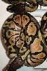 pink sides