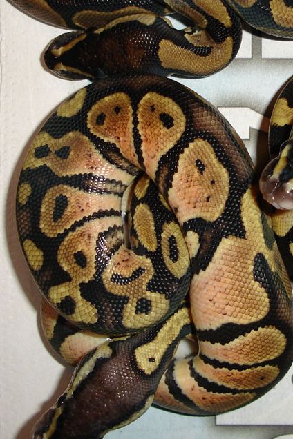 pink sides