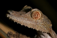 fimbriatus