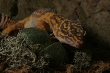 Leo1