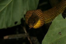 Pseustes sulphureus
