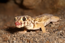 teratoscincus1
