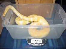 06 Albino Ball Python Female
